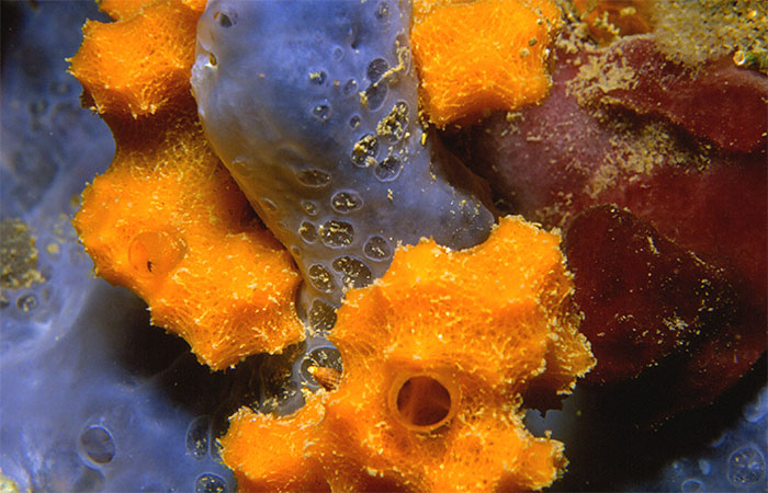 Dictyonella-sponge-wikipedia-700.jpg