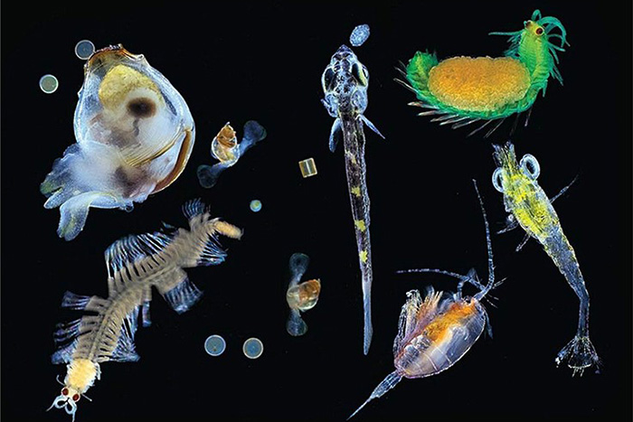 marine-plankton-christian-sardel-700.jpg